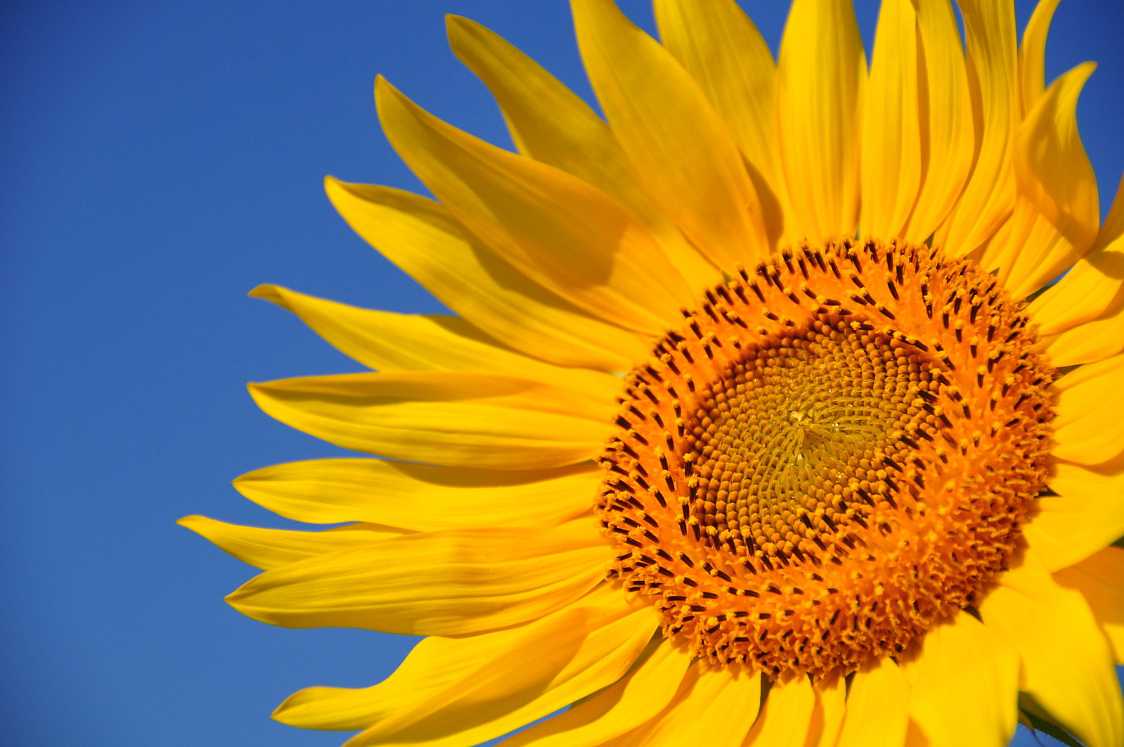 How Sunflowers Follow the Sun The Edible Schoolyard Project